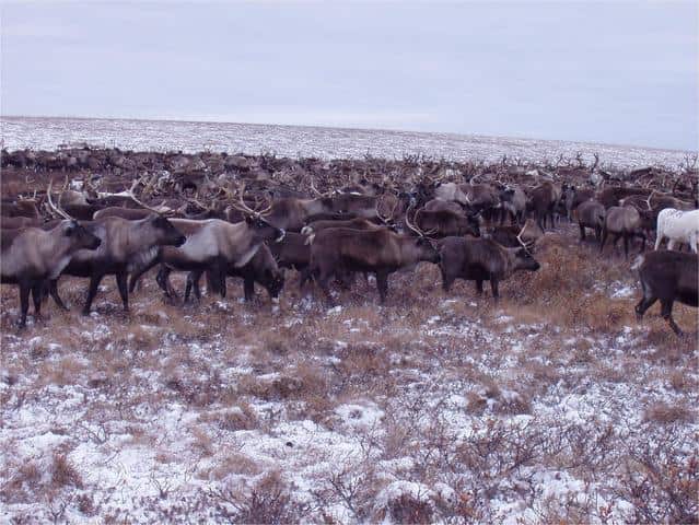 Северные олени – самые многочисленные травоядные в заказнике